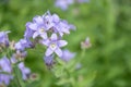 Milky bellflower Campanula lactiflora, Prichard`s Variety flowers