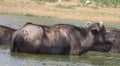 milky Buffalo group,Indian buffalo or domestic Asian water buffalo in ground at water lake,