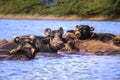 milky Buffalo group,Indian buffalo or domestic Asian water buffalo in ground at water lake,The water buffalo