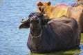 milky Buffalo group in lake and watching camera side,Gujarati Buffalo group in lake,Three Asian buffalo inside the lake for