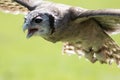 Milky eagle owl Bubo lacteus in flight. Bird of prey flying wi Royalty Free Stock Photo