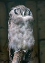 Milky Eagle-owl, Bubo lacteus. Portrait Royalty Free Stock Photo