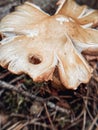 Milky, a genus of lamellar mushrooms of the Russula family