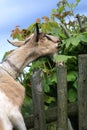 Milky goat gnaw leaves Royalty Free Stock Photo