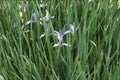 Milky Iris flowers Royalty Free Stock Photo