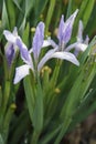 Milky Iris flowers Royalty Free Stock Photo