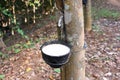 Milky latex extracted from rubber tree Hevea Brasiliensis Royalty Free Stock Photo