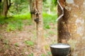 Milky latex extracted from rubber tree (Hevea Brasiliensis) Royalty Free Stock Photo