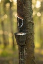 Milky latex extracted from rubber tree (Hevea Brasiliensis) in a plantation. Royalty Free Stock Photo