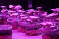 Milky-mushroom growth on the soil in a lab that is in a light pink state