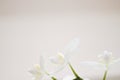 Milky orchid Royalty Free Stock Photo