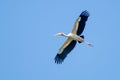 Milky stork flying in the blue sky