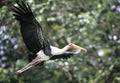 Milky Stork flying at the National Zoo