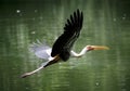 Milky stork flying in zoo