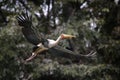 Milky stork flying in zoo