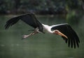 Milky stork flying in zoo