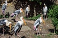 Milky stork Mycteria cinerea basks in the sun in a group