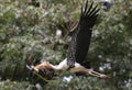 Milky stork is seen flying in a zoo area in Kuala Lumpur