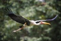 Milky stork is seen flying in a zoo area in Kuala Lumpur