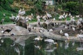 Milky storks bathe and fish in a small lake with other birds in Kuala Lumpur