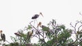 Milky storks in a nest on a tall tree