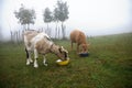 Milky two goats eating fodder