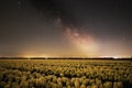 Milky way above a field of tulip fields in the Netherlands Spring Season Royalty Free Stock Photo
