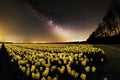 Milky way above a field of tulip fields in the Netherlands Spring Season Royalty Free Stock Photo