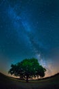 Milky way above a lonely tree in a starry night Royalty Free Stock Photo