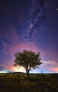 Milky Way Above Tree Silhouette Royalty Free Stock Photo