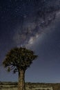 Milky way arch rising from a quiver tree Royalty Free Stock Photo