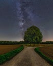 The Milky Way behing a lonely tree at a star clear night in summer.