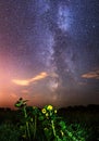 Milky Way in a field of sunflowers