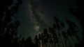 The Milky Way galaxy above the silhouettes of trees