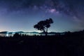 Milky way galaxy above the tree Royalty Free Stock Photo