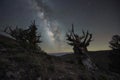 Milky Way Galaxy at Ancient Bristlecone Pine Forest in California