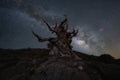 Milky Way Galaxy behind a creepy ancient bristlecone pine tree