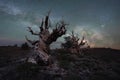 Milky Way Galaxy behind a creepy ancient bristlecone pine trees