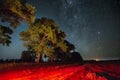 Milky Way Galaxy In Night Starry Sky Above Tree In Summer Forest Royalty Free Stock Photo