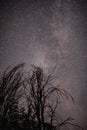 The milky way galaxy observed from a wild and dark place. Night details with the sky full of stars and silhouettes of trees