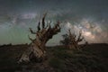 Milky Way Galaxy panorama over Ancient Bristlecone Pine Forest in California Royalty Free Stock Photo