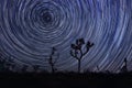 Milky Way in Joshua Tree National Park Royalty Free Stock Photo