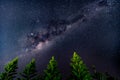 The Milky Way with Norfolk Island Pine trees