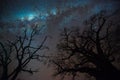 Milky way over baobab trees