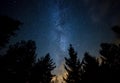 Milky Way over the Forest