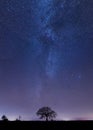 The milky way rising above a lonely tree. Royalty Free Stock Photo