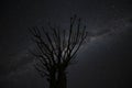Milky way seen behind a quiver tree Royalty Free Stock Photo