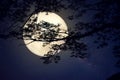 Milky Way star in night skies, full moon and old tree Royalty Free Stock Photo