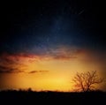 Milky way and stars over night forest. Silhouettes of trees.