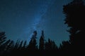 Milky Way Stars Over Tall Trees